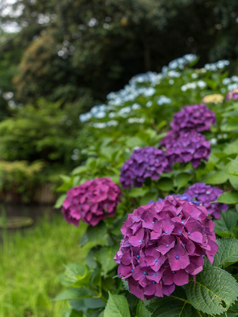 紫陽花