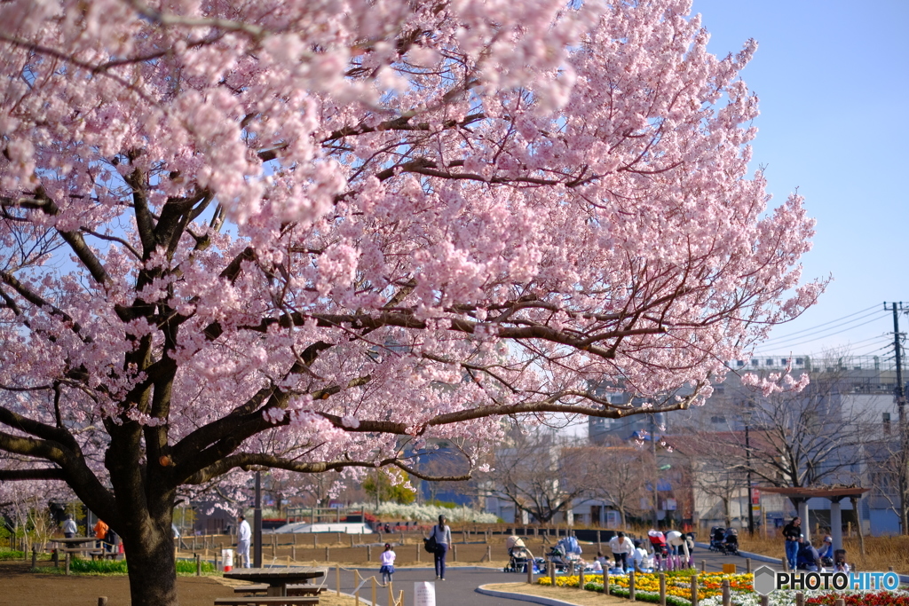 蘆花公園2019　桜