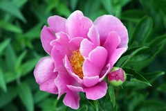 芍薬「シャクヤク」