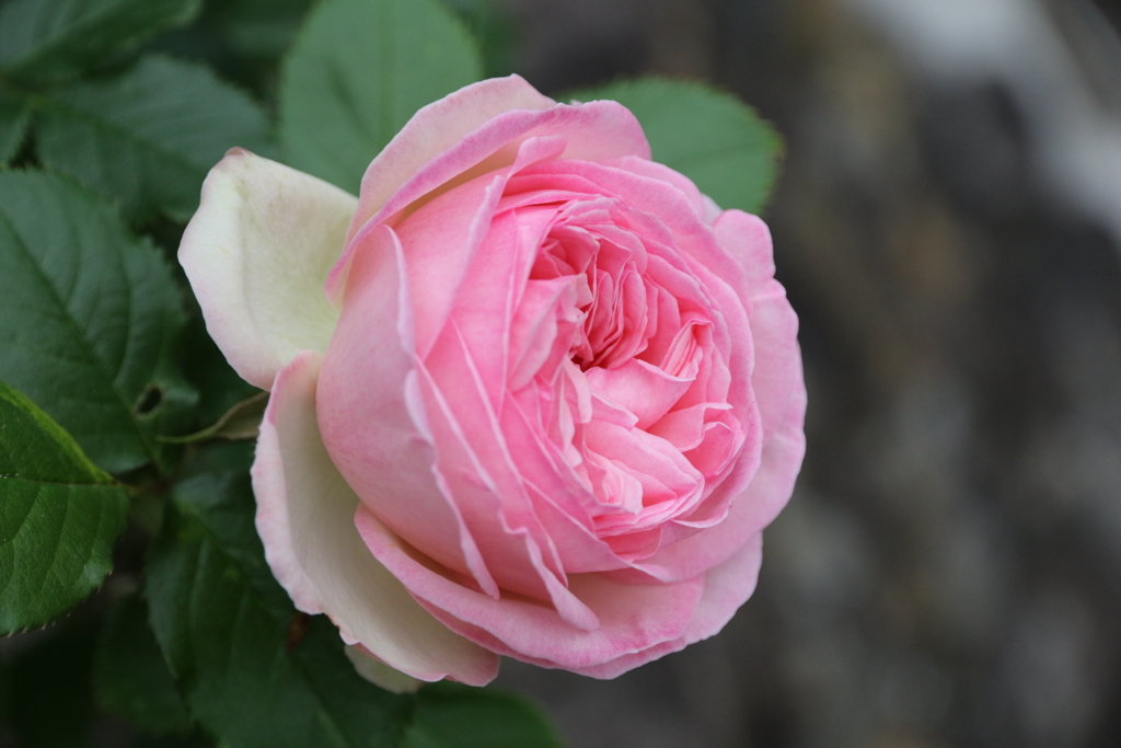薔薇