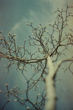 Winter tree