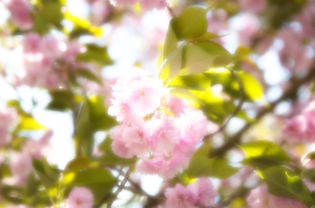 出雲大社桜