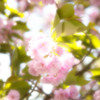 出雲大社桜