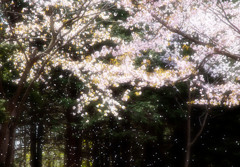 北海道神宮桜吹雪