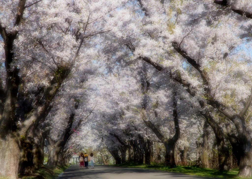 桜のトンネルを通る