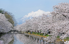 青森県　春の弘前城