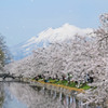 青森県　春の弘前城