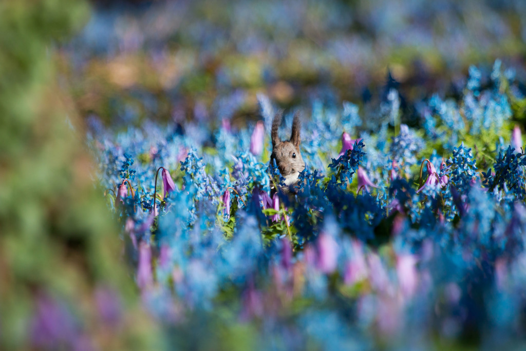 お花畑のエゾリス