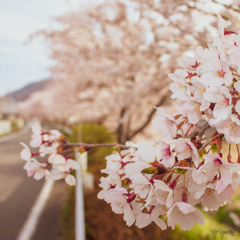 とある河川敷の春桜★