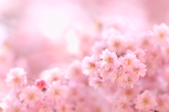 ハートのつぼみと八重桜