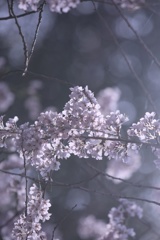 木漏れ日に光る桜