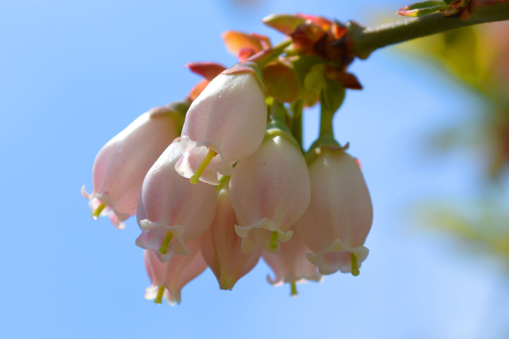 ブルーベリーの花