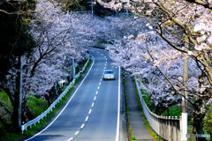 桜のトンネル２