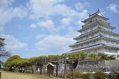 島原城となっが～い松の木