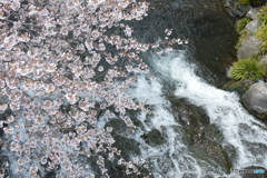 桜と滝
