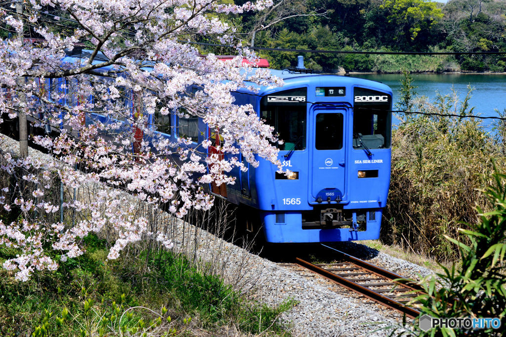 桜沿線