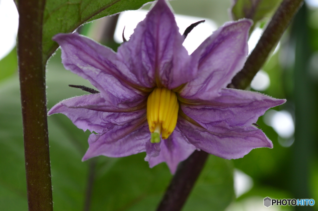 茄子の花