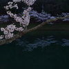 桜４