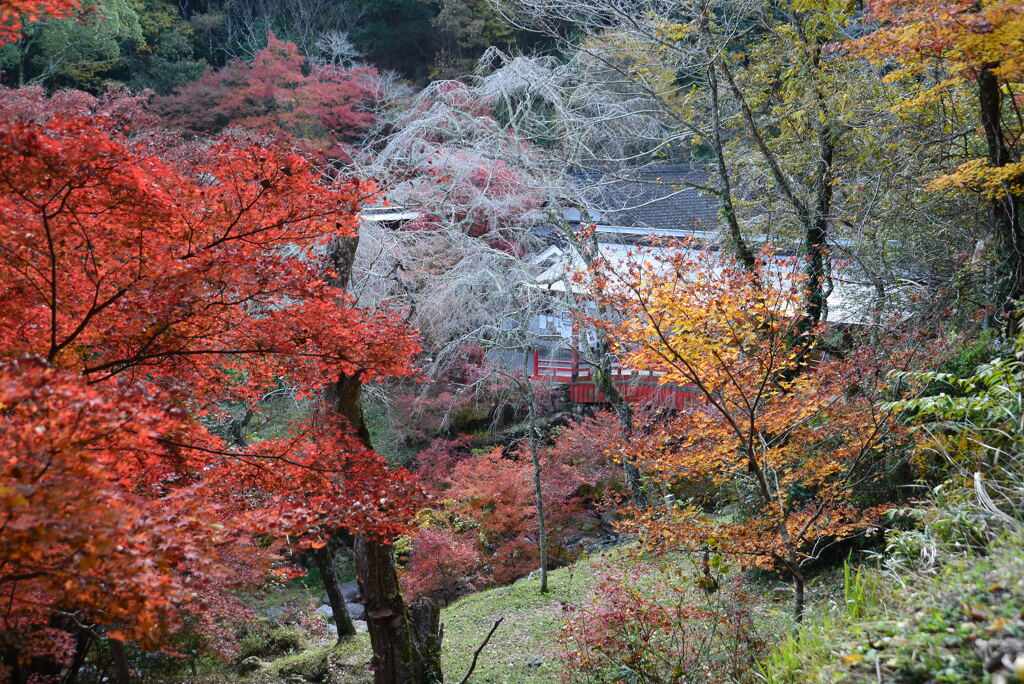 紅葉14