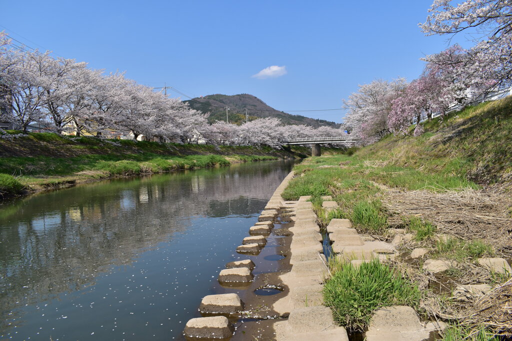 田舎の桜並木