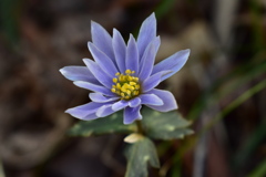 ユキワリイチゲ　薄紫
