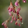 桜13
