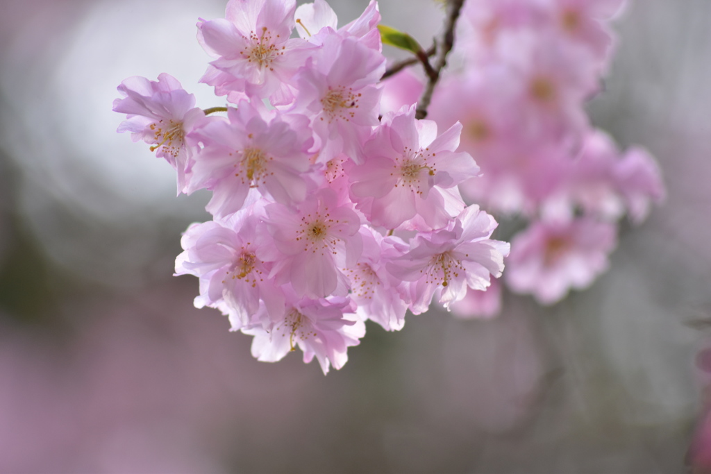 桜2
