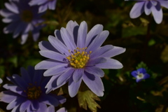 ユキワリイチゲ3