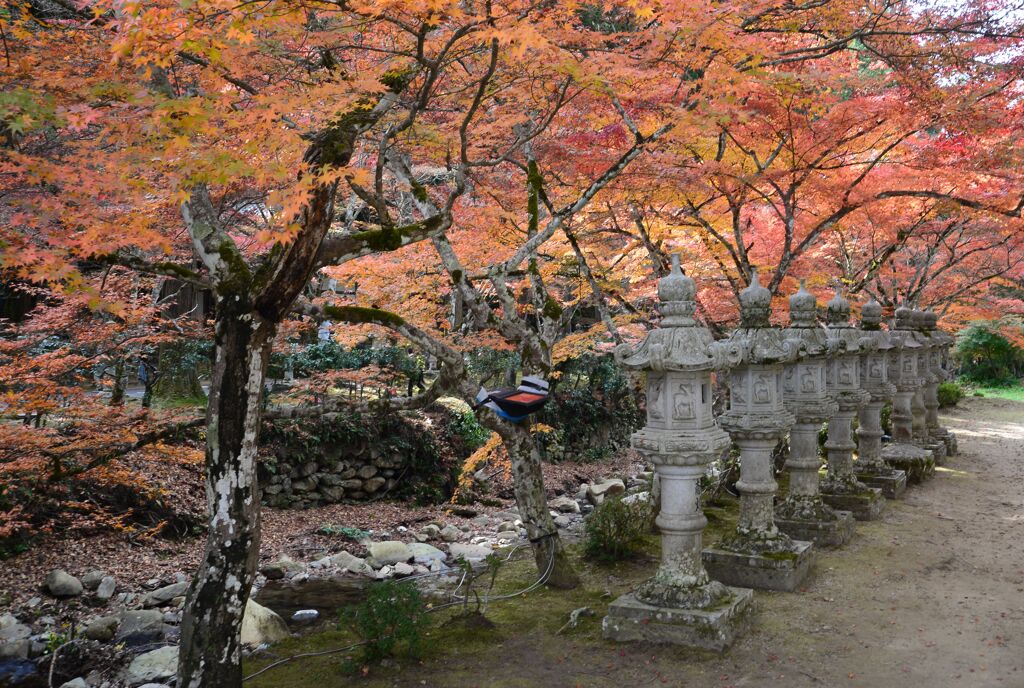 紅葉17