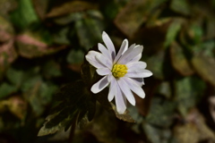 ユキワリイチゲ　白
