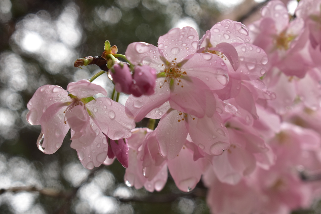 桜と雨しずく