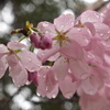 桜と雨しずく