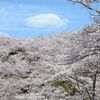 桜10