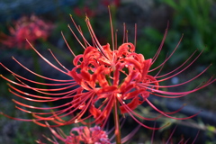 彼岸花１