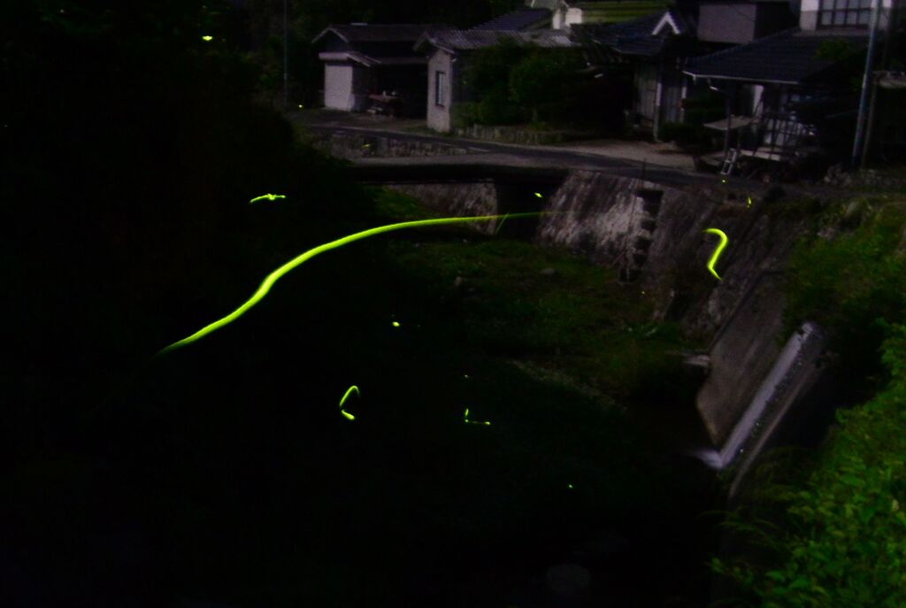 庭先の蛍