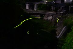 庭先の蛍