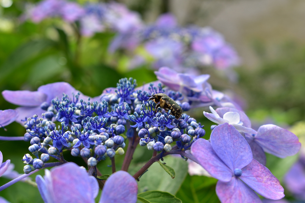 紫陽花とコアオハナムグリ