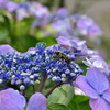 紫陽花とコアオハナムグリ