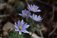 ユキワリイチゲ　薄紫