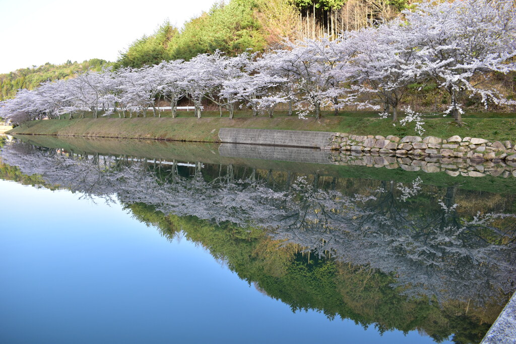 桜6