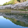 桜6