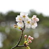 桜12