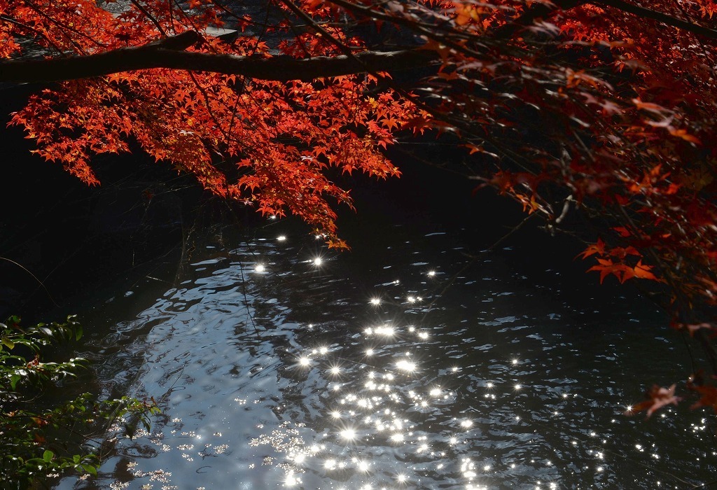 紅葉26