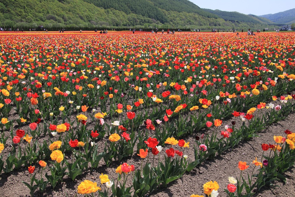上湧別チューリップ公園