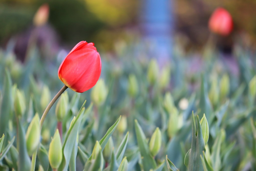 一足先に・・・