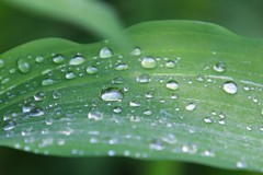 撥水効果