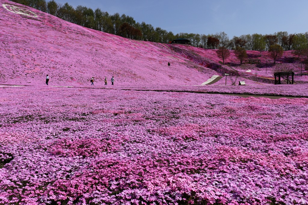 東藻琴芝桜公園