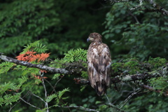 山のオジロワシ