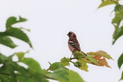 野鳥天国②