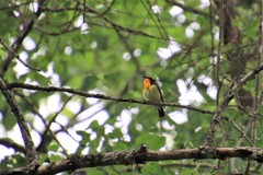 美しい鳴き声